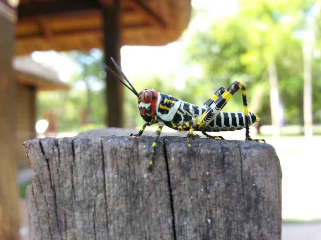 Las Curiosas Avia Terai Bagian luar foto